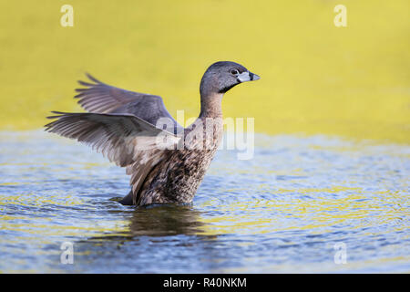 Pied-billed Grebe (Podilymbus podiceps) stretching wings Stock Photo