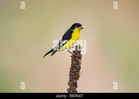 Lesser Goldfinch (Spinus psaltria) male perched on Mullen Stock Photo