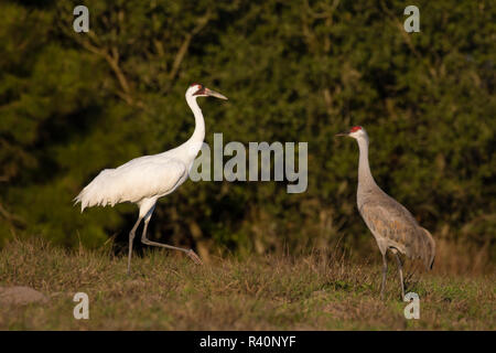 Whooping Crane (Grus americana) feeding with Sandhill crane (gray) Stock Photo