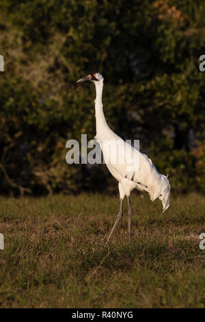 Whooping Crane (Grus americana) feeding in upland habitat Stock Photo