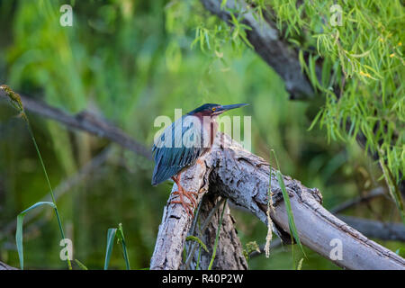 Green Heron (Butorides virescens) adult stalking prey Stock Photo