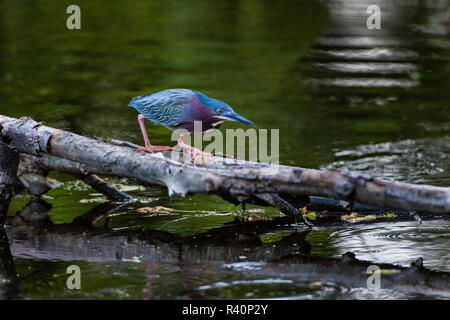 Green Heron (Butorides virescens) adult stalking prey Stock Photo