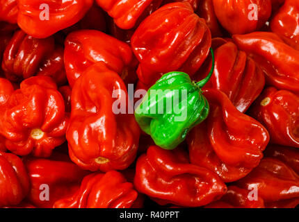 several red habanero and one green habanero in the middle Stock Photo