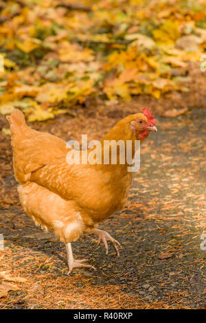 Issaquah, Washington State, USA. Free-ranging Buff Orpington chicken. (PR) Stock Photo