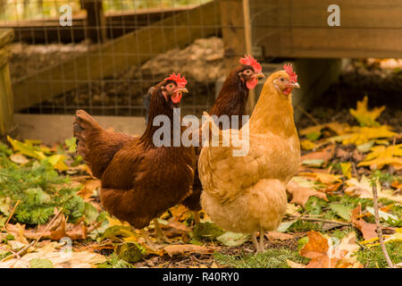 Issaquah, Washington State, USA. Free-ranging Buff Orpington and Rhode Island Red chickens foraging outside their coop. (PR)
