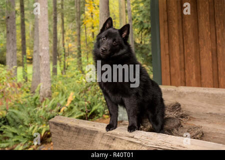 Maple Valley, Washington State, USA. Schipperke puppy looking very adorable standing in an antique wagon bed. (PR) Stock Photo