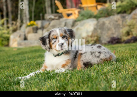 Sammamish, Washington State, USA. Three month old Blue Merle Australian Shepherd puppy resting in her lawn (PR)