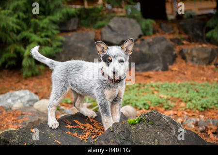 Blue Heeler Puppy playing in the snow in the mountains in ...