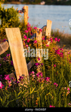 Bremerton, Washington State. Wild sweet pea wildflowers climb and wooden fence near the water Stock Photo