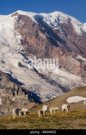 Mountain Goats on Burrows Mountain in front of Mount Rainier Stock Photo