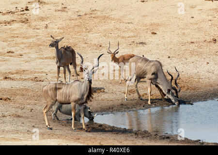 kudu Antelope drinking at a muddy waterhole Stock Photo