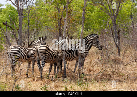 Zebra foal in african tree bush. Stock Photo