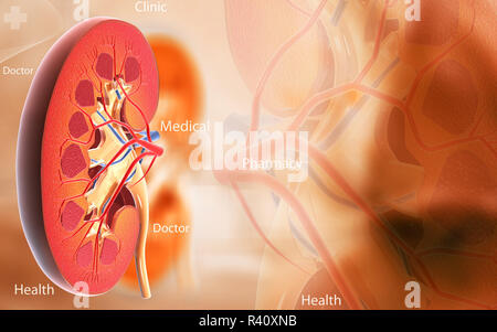 Kidney Stock Photo
