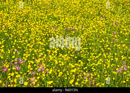 Meadow colorfully blooming Stock Photo