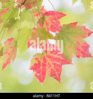 USA, North Carolina, Great Smoky Mountains. Detail of maple leaves. Stock Photo