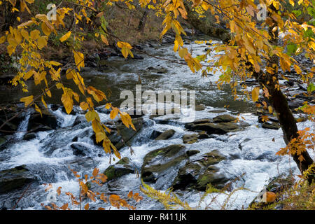 Nantahala River, Nantahala Gorge, near the Nantahala Outdoor Center. Bryson City, North Carolina Stock Photo