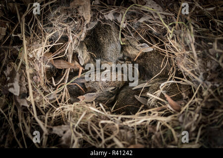 Eastern cottontail baby rabbits in nest, Sylvilagus Floridanus, Gallagher trail, Ottawa National Wildlife Refuge, Oregon, Ohio, wild Stock Photo