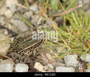Northern leopard frog, Rana pipiens, Nerodia sipedon insularum, Ottawa National Wildlife Refuge, Oregon, Ohio, (MR) Stock Photo