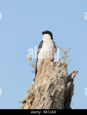Tree swallow singing, Tachycineta bicolor, Magee Marsh Wildlife Area, Oregon, Ohio Stock Photo