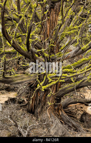 Western Juniper (Juniper occidentalis) with neon green Wolf Lichen, (Letharia vulpine) growing on the bark, Oregon Stock Photo