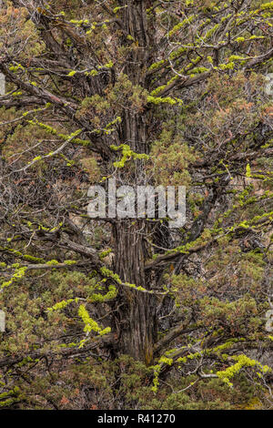 Western Juniper (Juniper occidentalis) with neon green Wolf Lichen, (Letharia vulpine) growing on the bark, Oregon Stock Photo