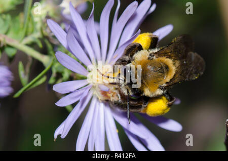 Long-horned Bee, Melissodes dentiventris, on aster, Symphyotrichum sp. Stock Photo