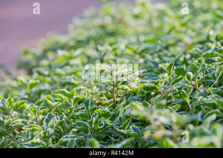 pho leaves on tree, Fresh green color Stock Photo