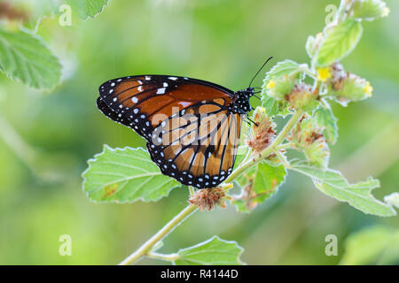 Soldier (Danaus eresimus) butterfly feeding at flower. Stock Photo