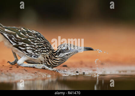 Greater Roadrunner (Geococcyx Californianus), adult drinking, Rio Grande Valley, South Texas, USA Stock Photo