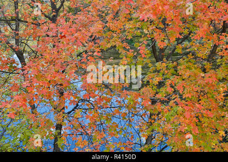 Maple Trees in autumn colors with backdrop of Logan River, Utah Stock Photo