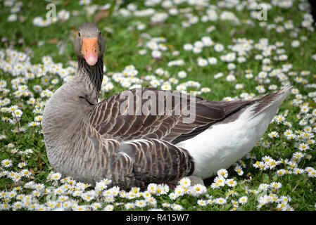 lone duck among daisies Stock Photo