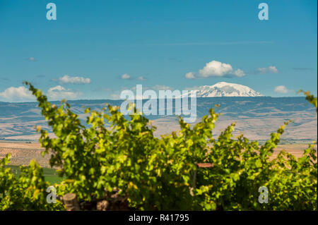 USA, Washington State, Yakima Valley. Red Willow Vineyard. Stock Photo