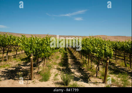 USA, Washington State, Yakima Valley. Red Willow Vineyard. Stock Photo