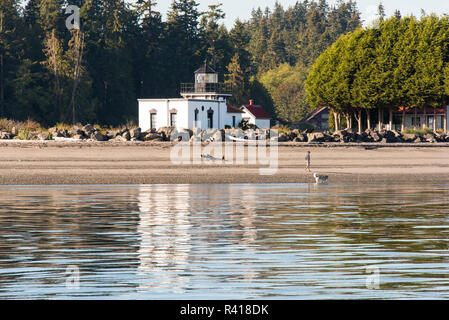 USA, Washington State, Hansville. Man and dog on beach. Point No Point Lighthouse, oldest in Puget Sound, reflected in calm Admiralty Inlet Stock Photo