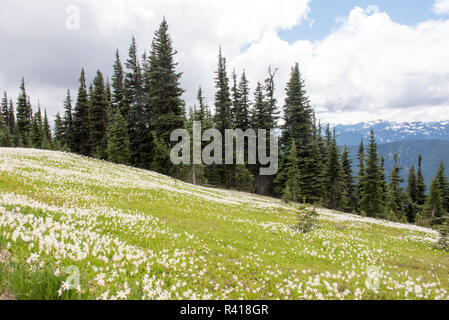 USA, Washington State, Olympic National Park Hillside covered in Avalanche Lilies along road to Obstruction Point Stock Photo