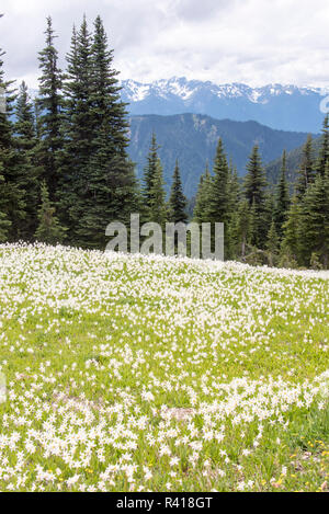 USA, Washington State, Olympic National Park Hillside covered in Avalanche Lilies along road to Obstruction Point Stock Photo