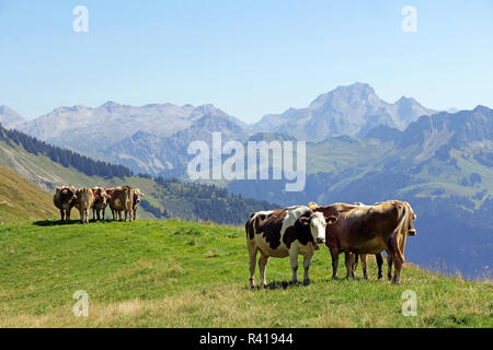 young cows in the summer in the mountains. dairy calves in the pasture in the alps Stock Photo
