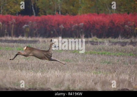 Roe-deer on the run in the wild Stock Photo