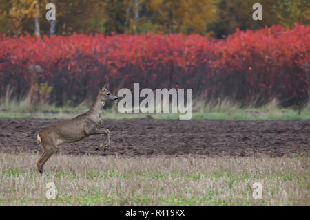 Roe-deer on the run in the wild Stock Photo