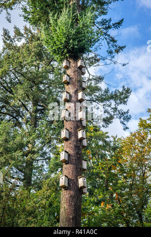Bird nests in a tall tree Stock Photo