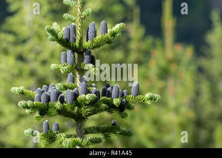 Multiple Black Pine Cones On Pine Tree with selective focus Stock Photo