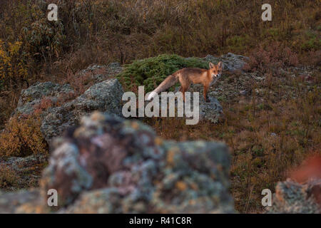 Red fox in taiga Stock Photo