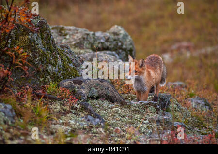 Red fox in taiga Stock Photo