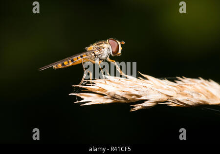 a hoverfly sits on a blade of grass with its wings spread wide and basks. Stock Photo