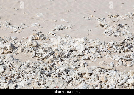 coral bleaching on the sandy beach Stock Photo