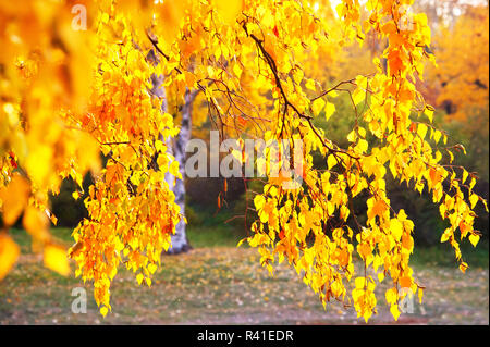 Autumn birch tree