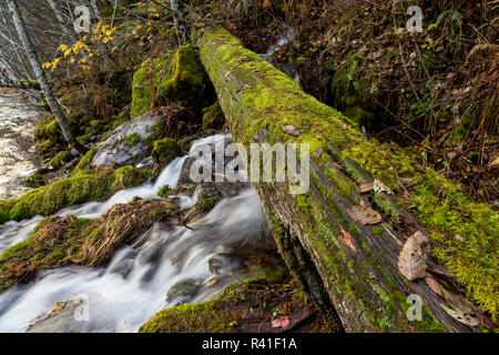 USA, Washington State, Skamania County, Lower Lewis River Falls area. Stock Photo