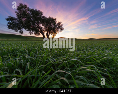 USA, Washington State, Whitman County. 'The Tree' in the wheat fields of the Palouse. Near Steptoe Butte State Park. Stock Photo