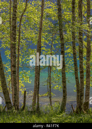 USA, Washington State, Olympic National Park. Alder trees on lake shore. Stock Photo