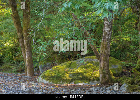 USA, Washington State, Olympic National Park. Alder trees and mossy boulder. Stock Photo